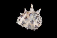 藏品(黃齒岩螺)的圖片